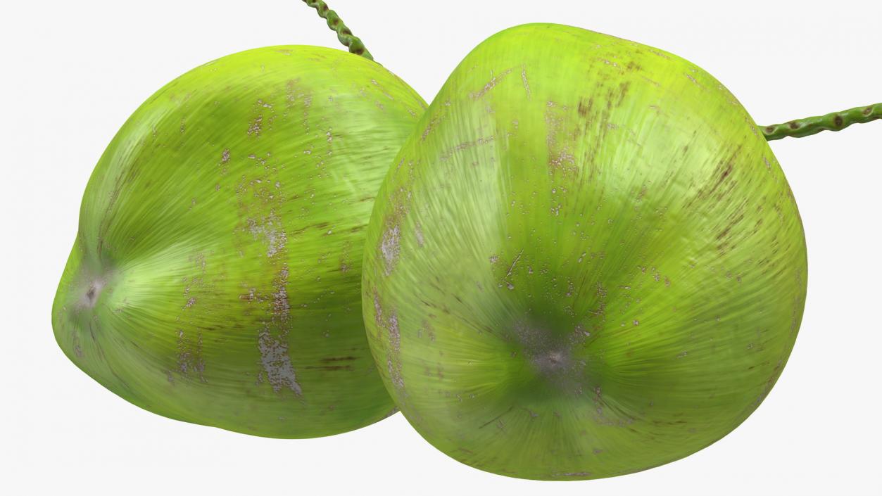 Two Fresh Green Coconuts 3D model