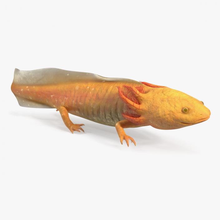 3D model Gold Albino Axolotl Rigged for Cinema 4D