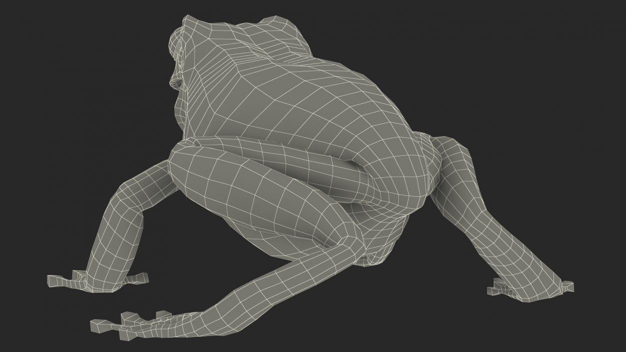 Realistic Tree Frog 3D model