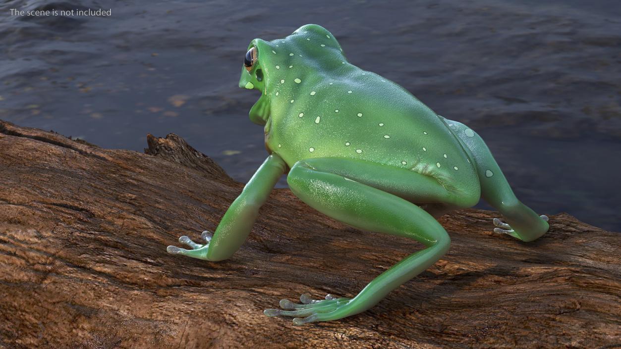 Realistic Tree Frog 3D model