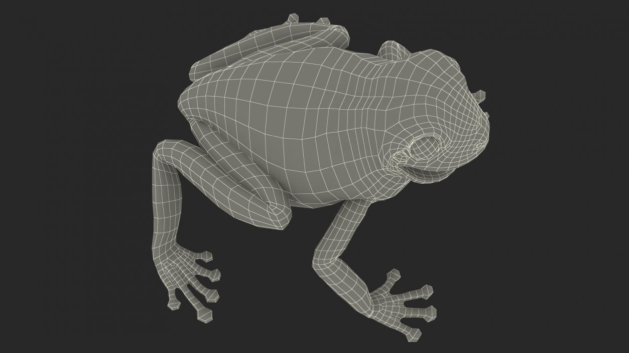 Realistic Tree Frog 3D model