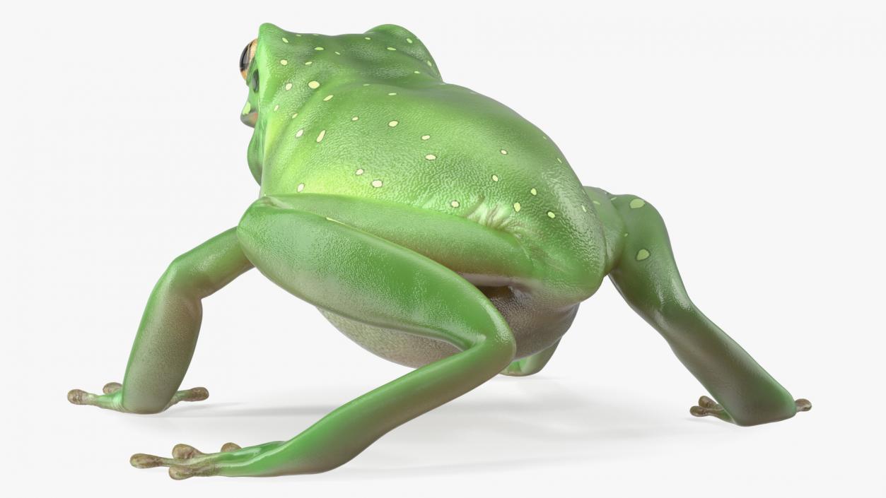 Realistic Tree Frog 3D model