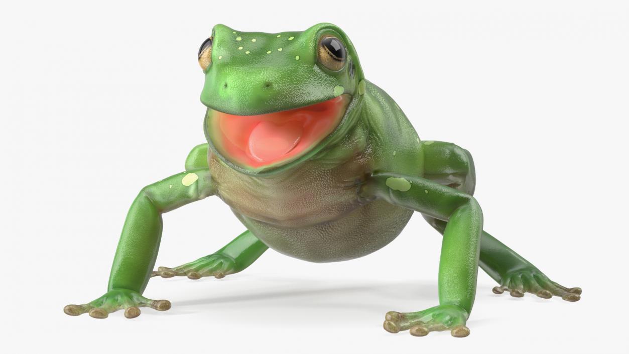 Realistic Tree Frog 3D model