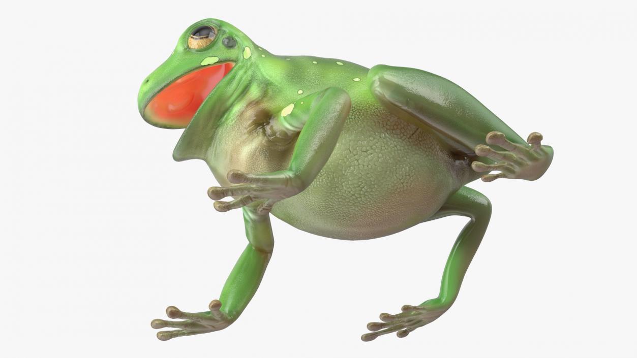 Realistic Tree Frog 3D model