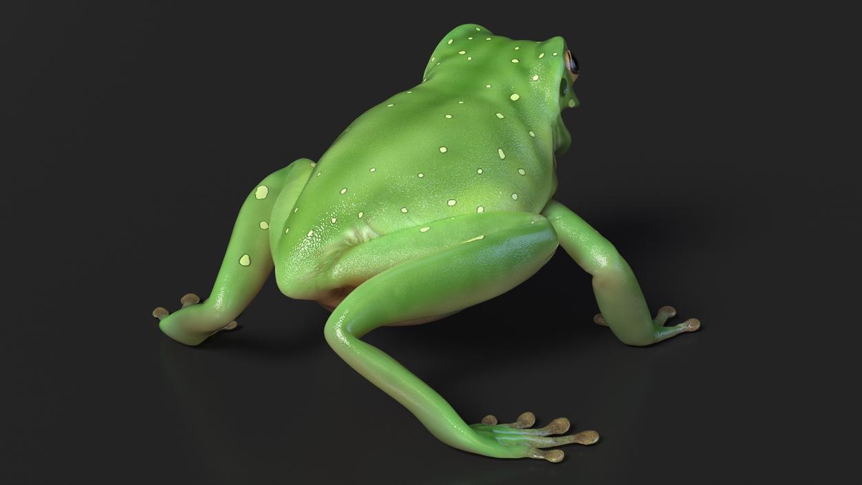 Realistic Tree Frog 3D model