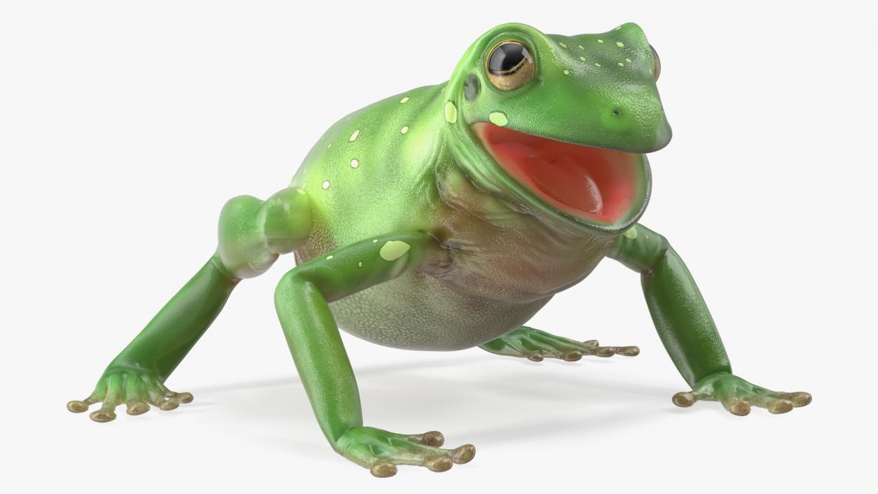 Realistic Tree Frog 3D model