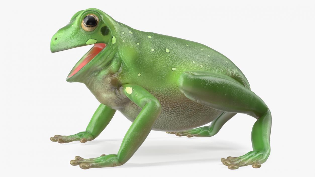 Realistic Tree Frog 3D model