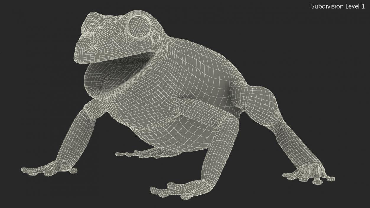 Realistic Tree Frog 3D model