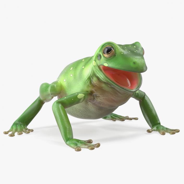 Realistic Tree Frog 3D model