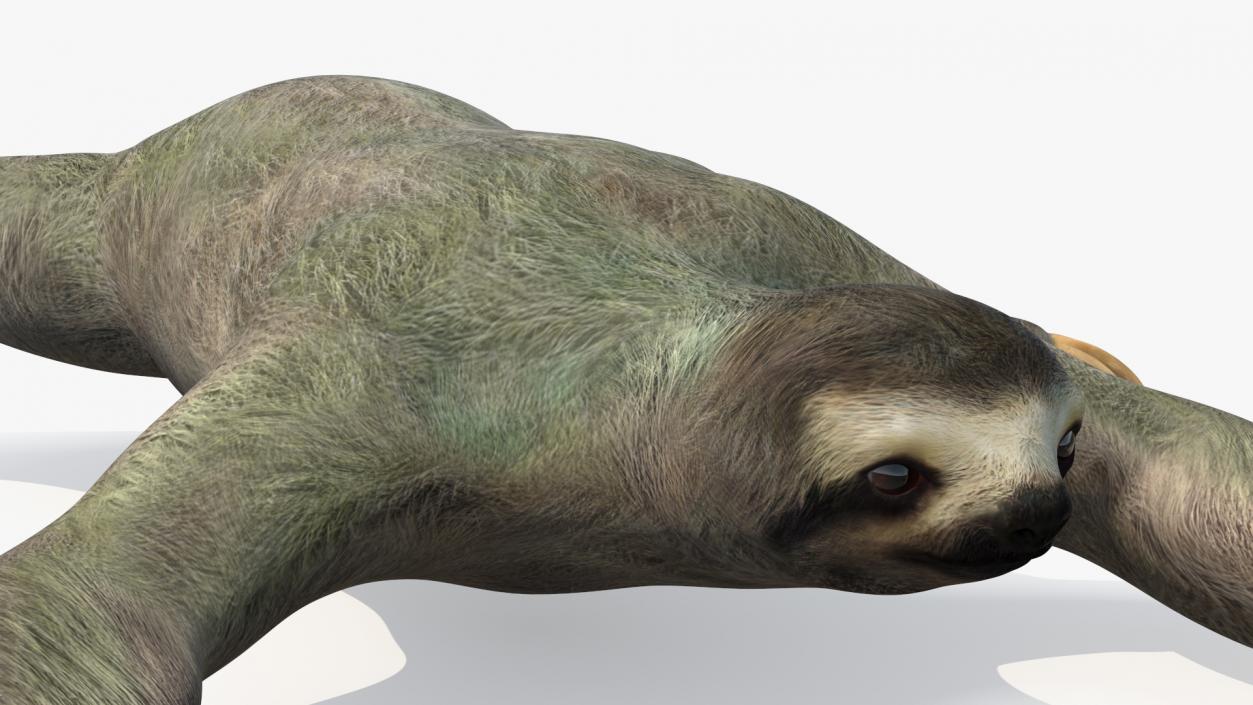 Sloth Crawls 3D