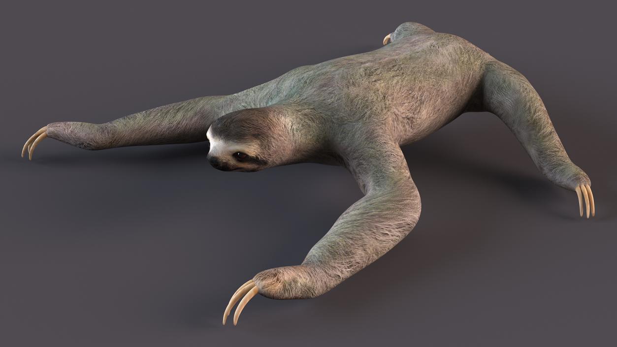 Sloth Crawls 3D