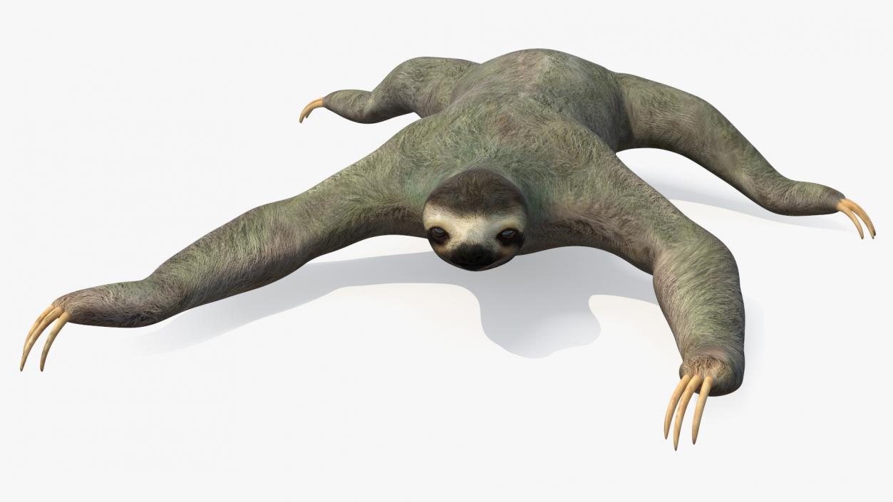 Sloth Crawls 3D