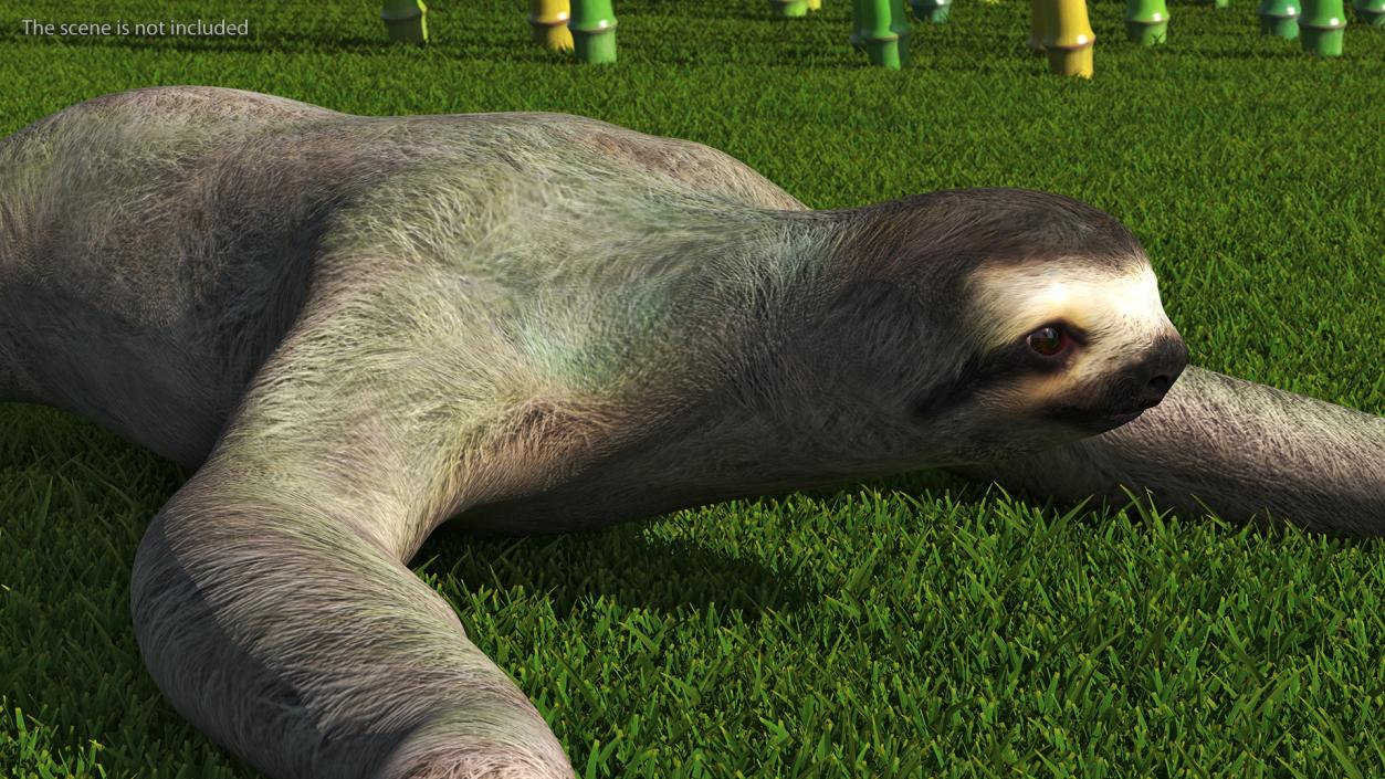 Sloth Crawls 3D