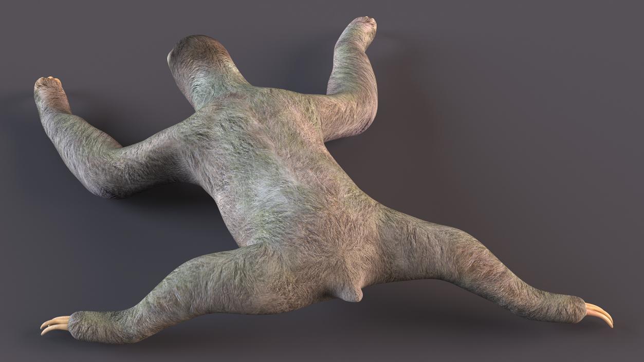 Sloth Crawls 3D