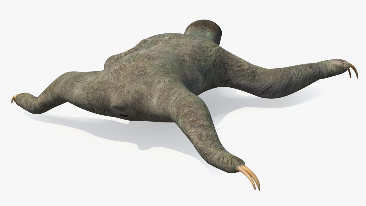 Sloth Crawls 3D