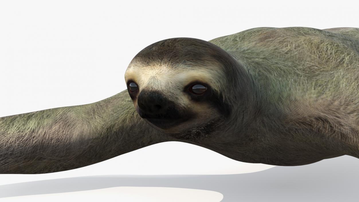 Sloth Crawls 3D