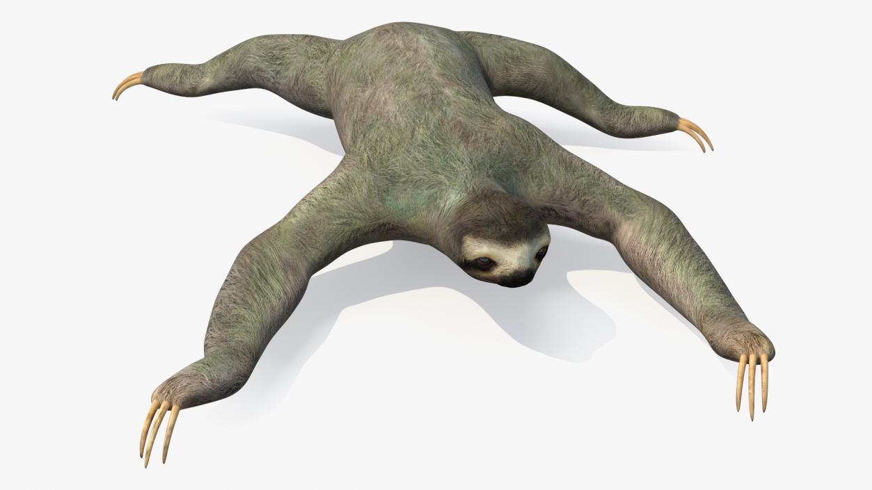 Sloth Crawls 3D