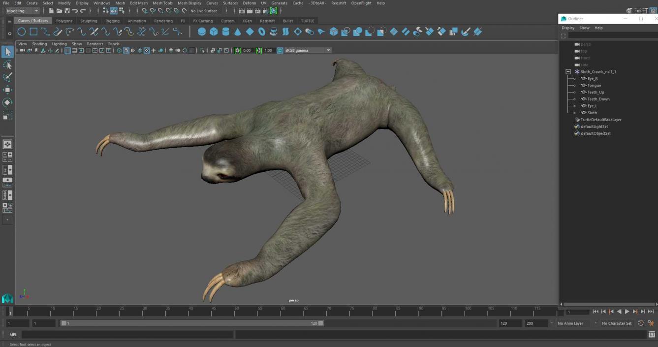 Sloth Crawls 3D