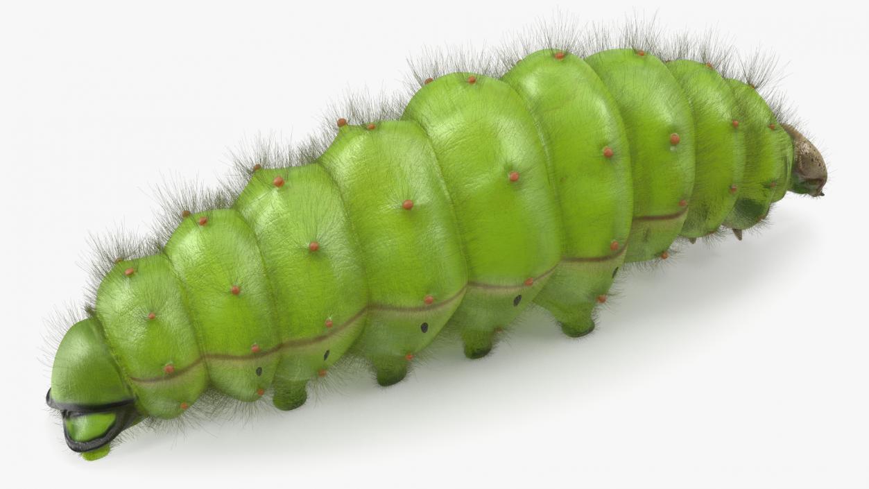 3D model Silkworm Green Fur Rigged