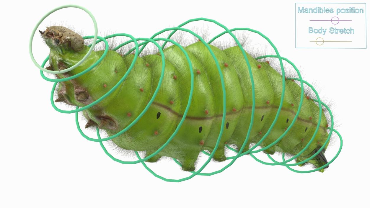 3D model Silkworm Green Fur Rigged