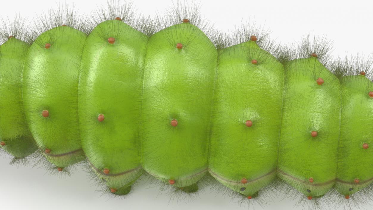 3D model Silkworm Green Fur Rigged