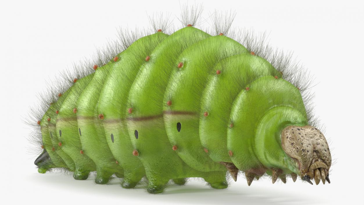 3D model Silkworm Green Fur Rigged