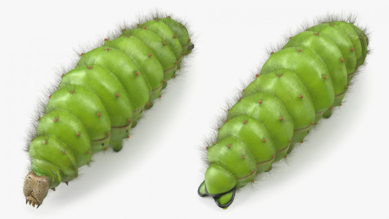 3D model Silkworm Green Fur Rigged