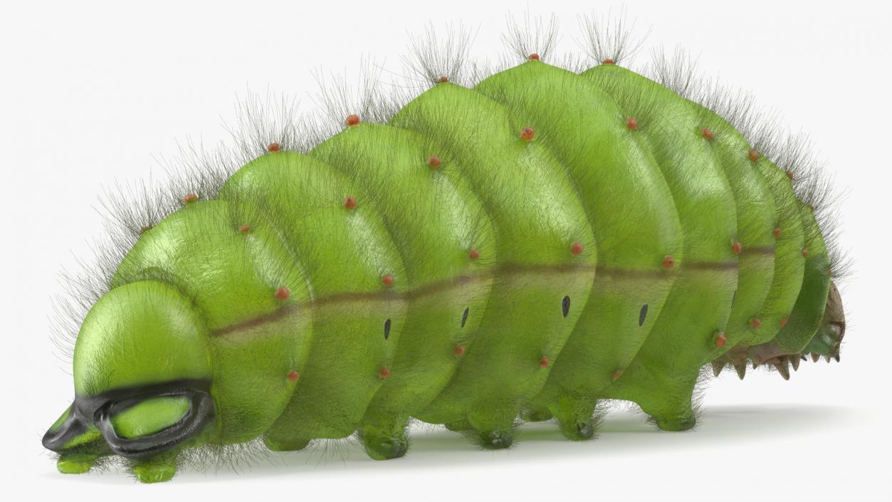 3D model Silkworm Green Fur Rigged