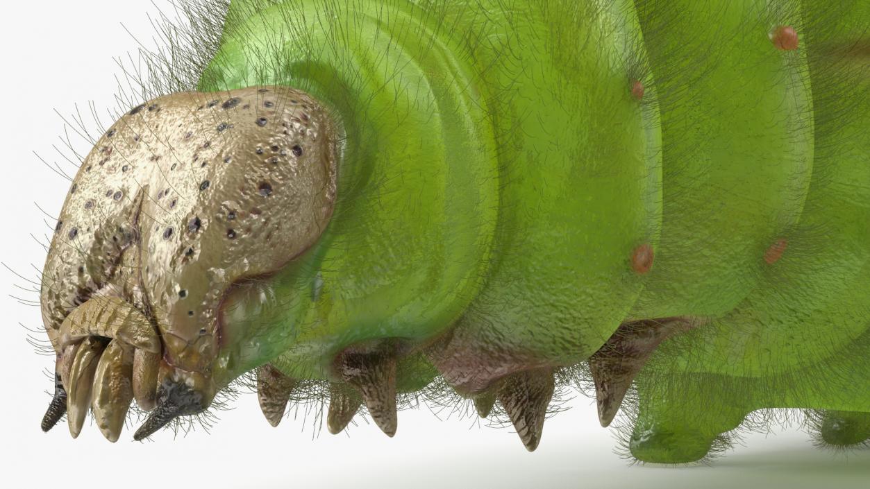 3D model Silkworm Green Fur Rigged