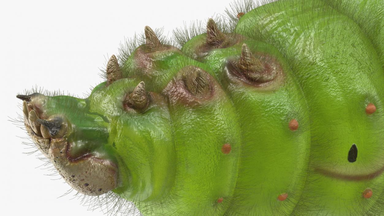 3D model Silkworm Green Fur Rigged