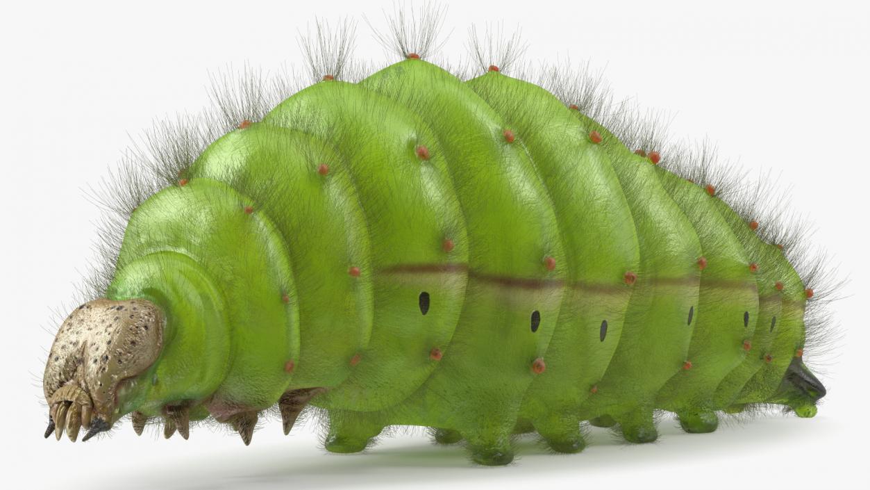 3D model Silkworm Green Fur Rigged