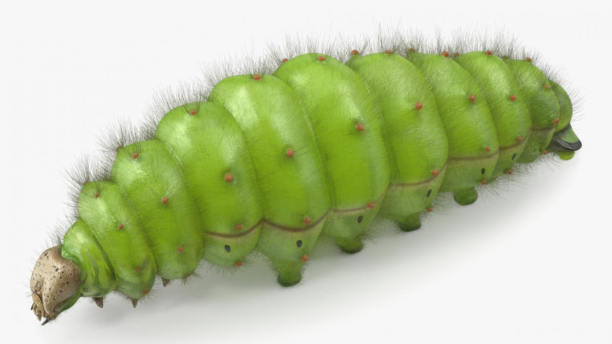 3D model Silkworm Green Fur Rigged