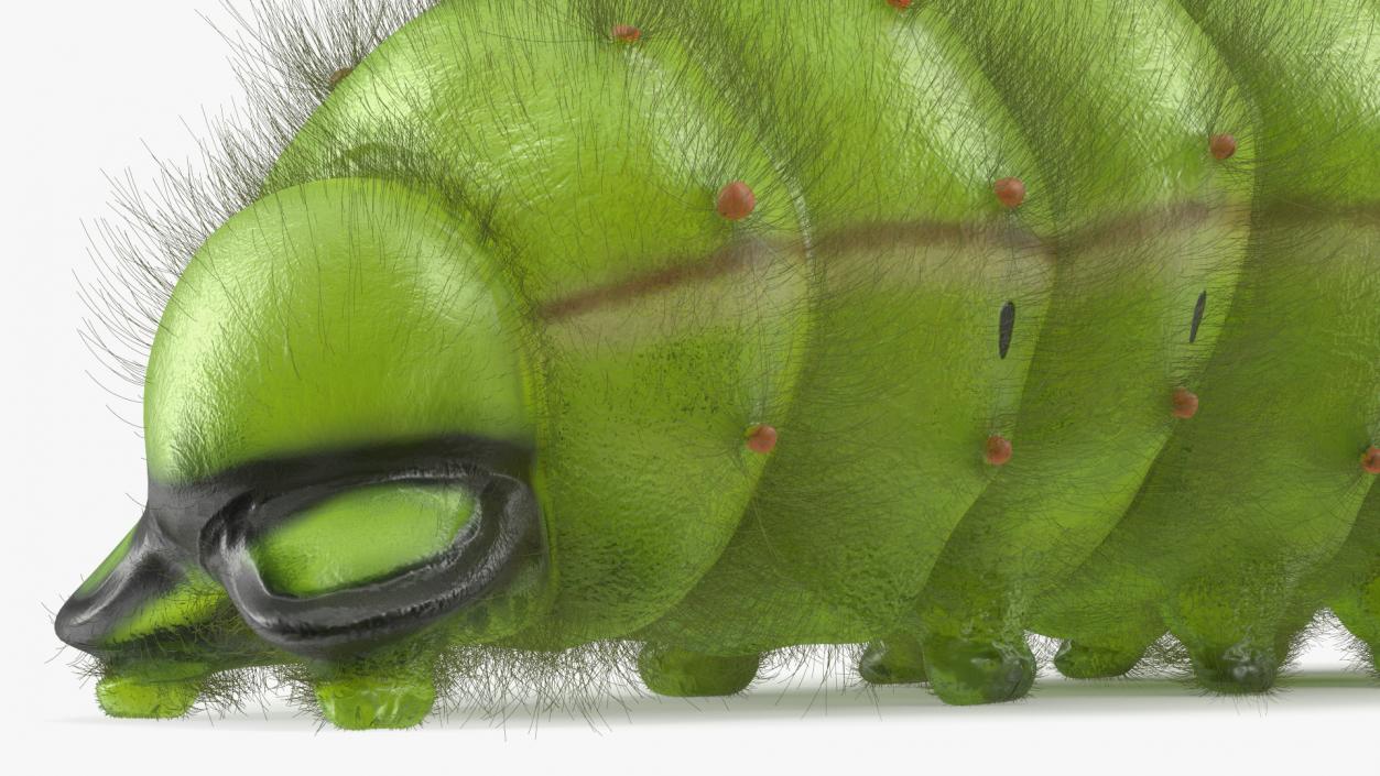 3D model Silkworm Green Fur Rigged