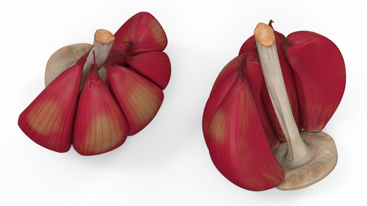 3D Half Head of Garlic Red model