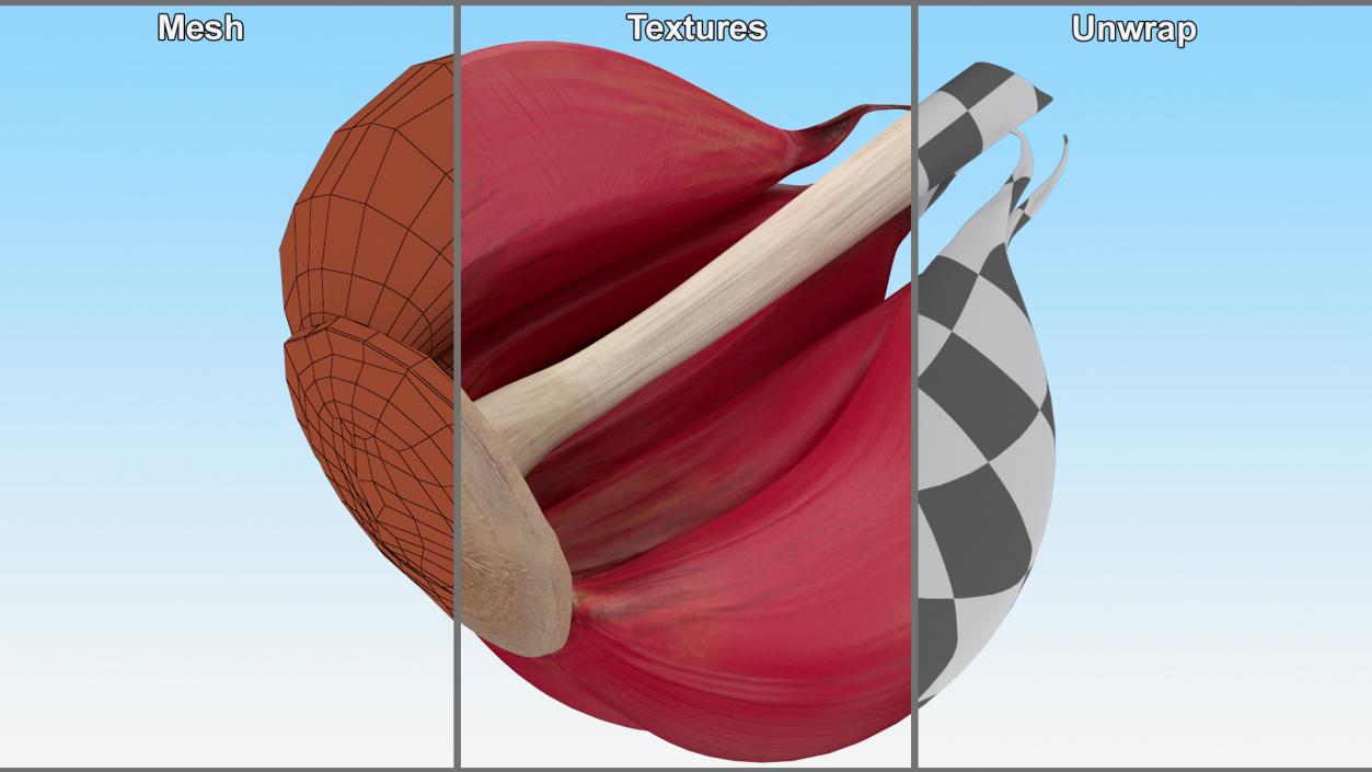 3D Half Head of Garlic Red model