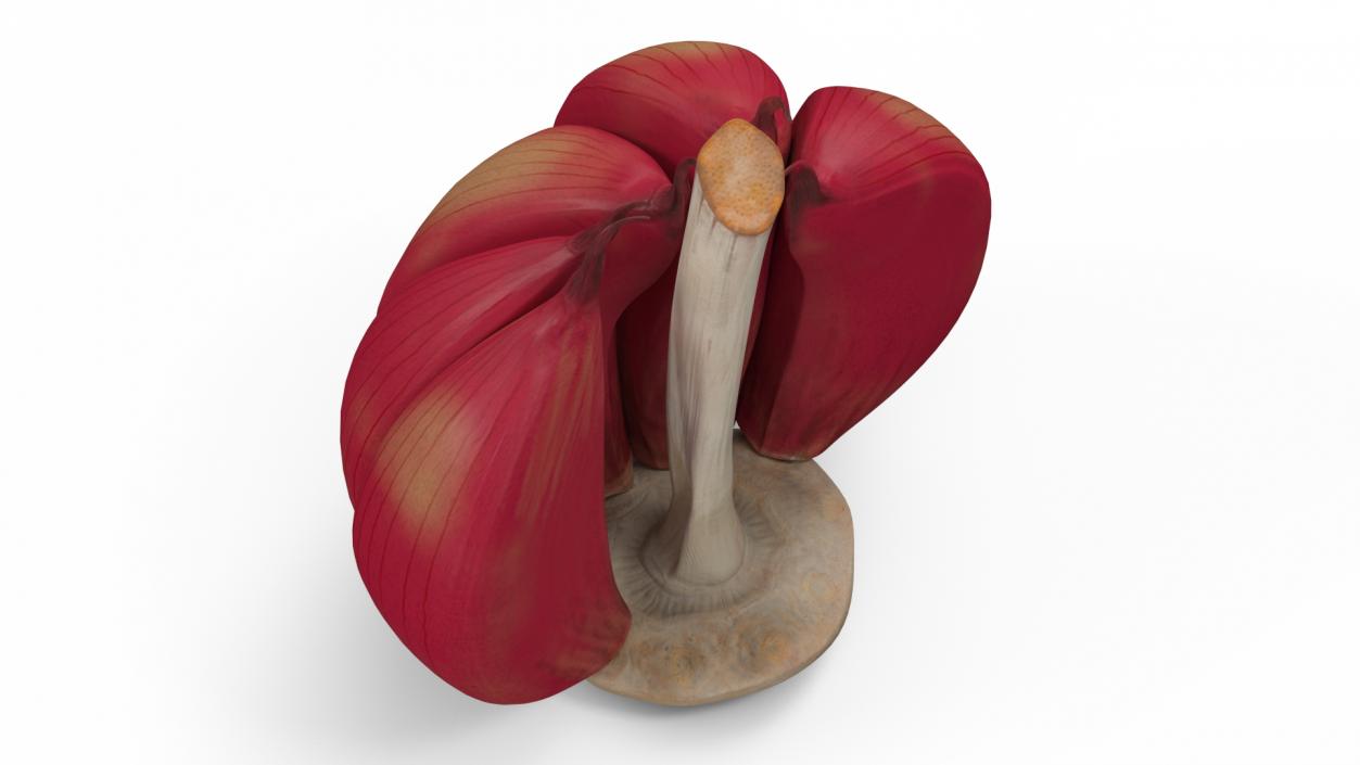 3D Half Head of Garlic Red model