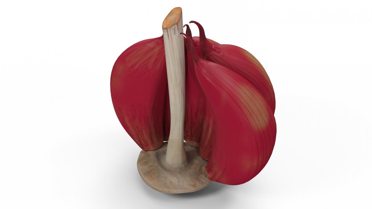 3D Half Head of Garlic Red model