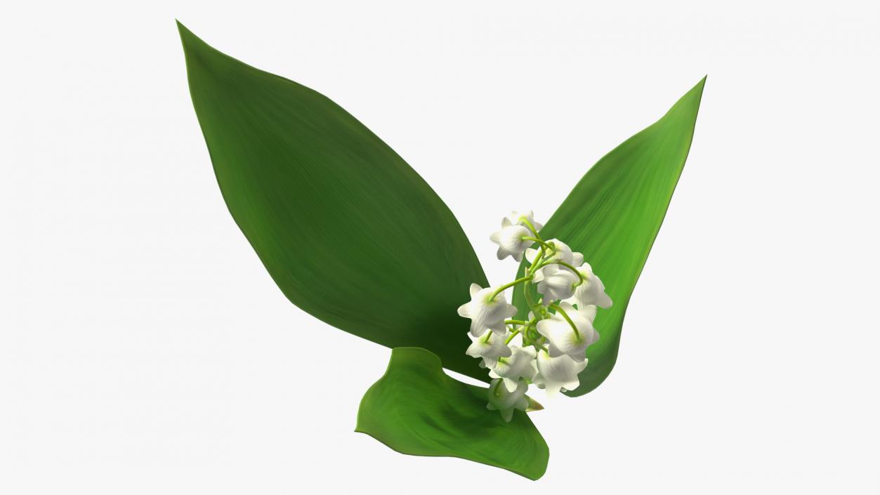 3D model Lily of the Valley Branch