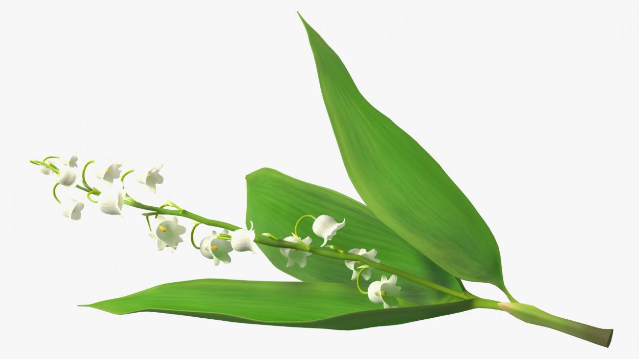 3D model Lily of the Valley Branch