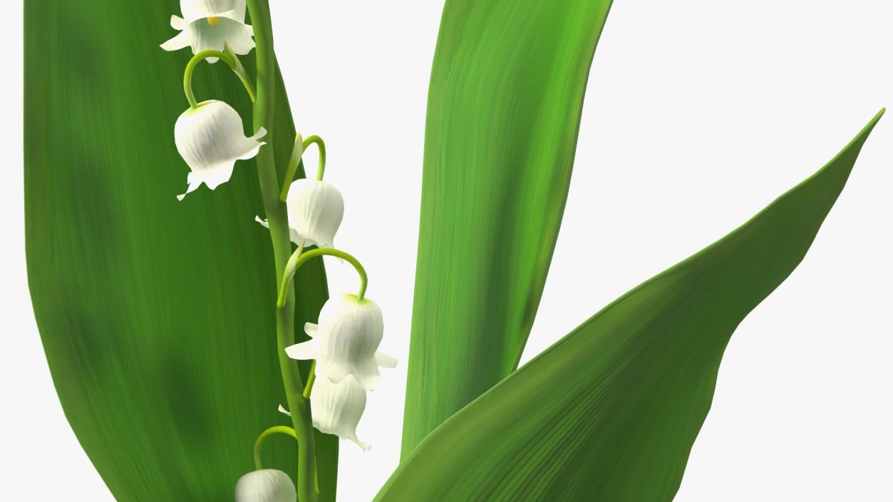 3D model Lily of the Valley Branch