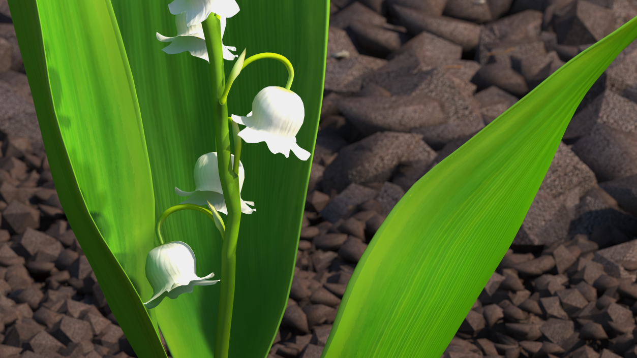 3D model Lily of the Valley Branch