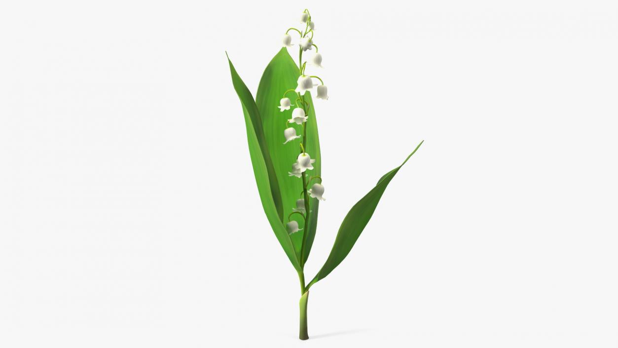 3D model Lily of the Valley Branch