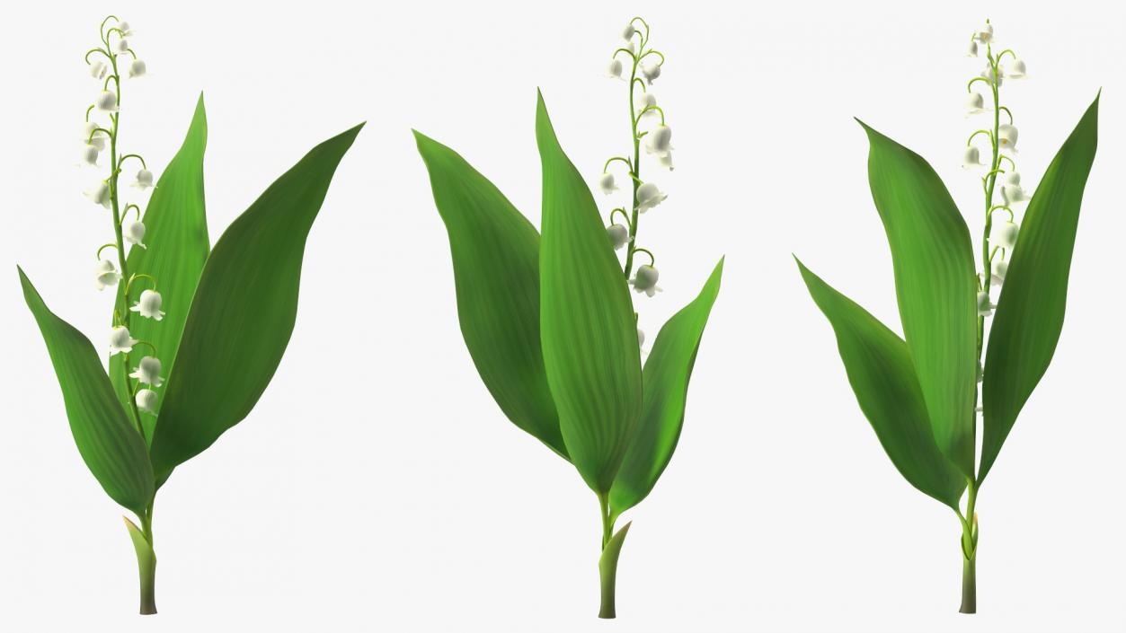 3D model Lily of the Valley Branch