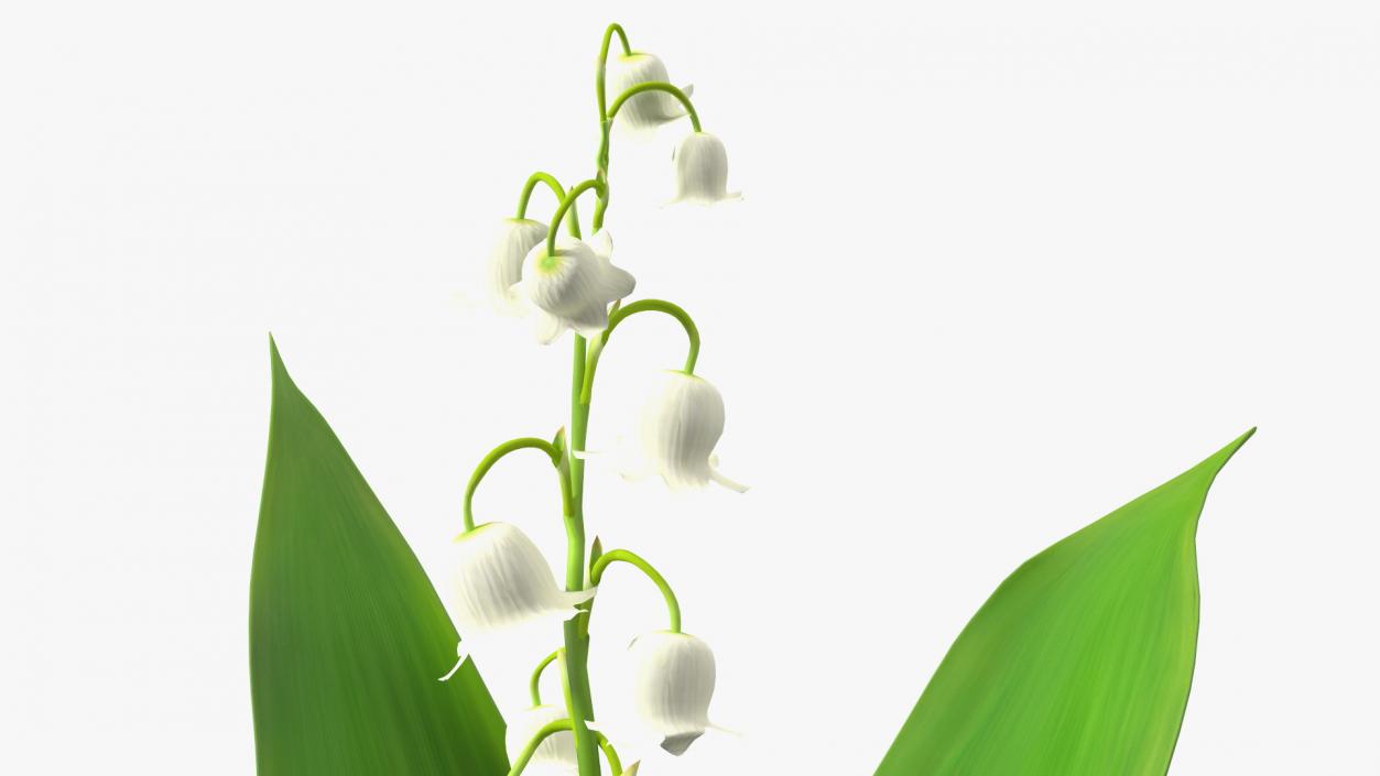 3D model Lily of the Valley Branch