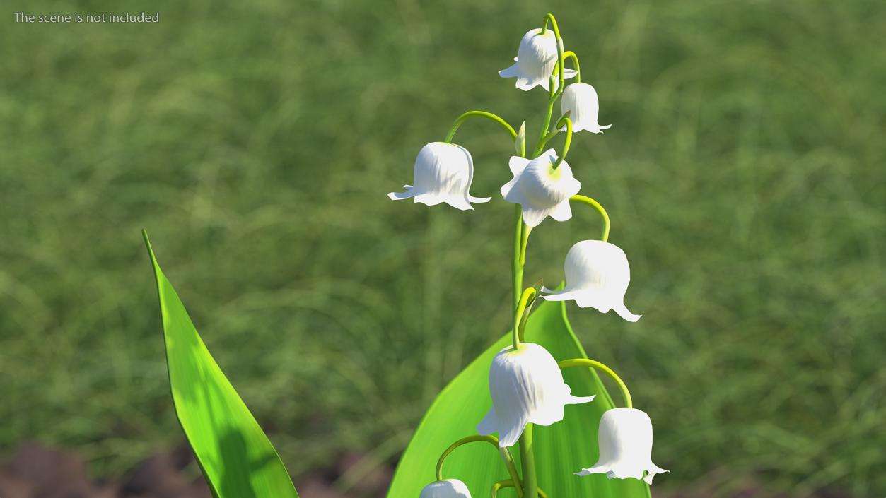 3D model Lily of the Valley Branch