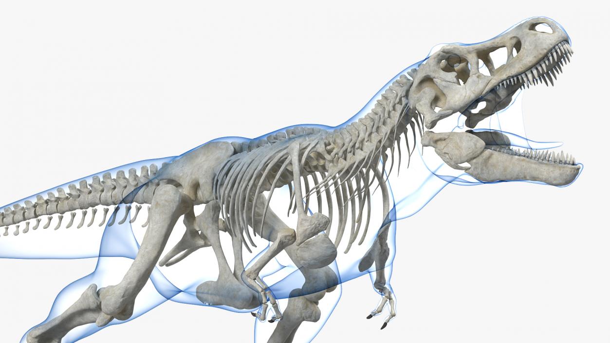 3D model Tyrannosaurus Rex Skeleton with Skin Standing Pose