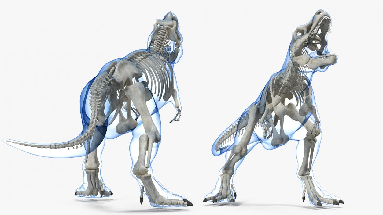 3D model Tyrannosaurus Rex Skeleton with Skin Standing Pose