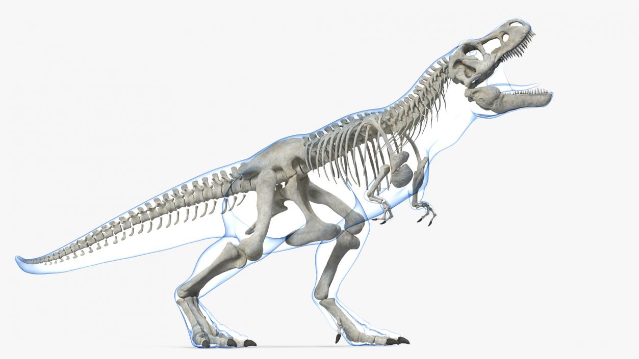 3D model Tyrannosaurus Rex Skeleton with Skin Standing Pose