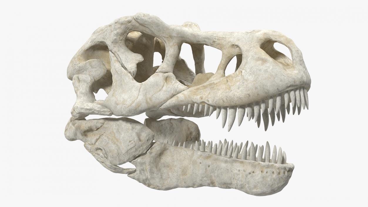 3D model Tyrannosaurus Rex Skeleton with Skin Standing Pose