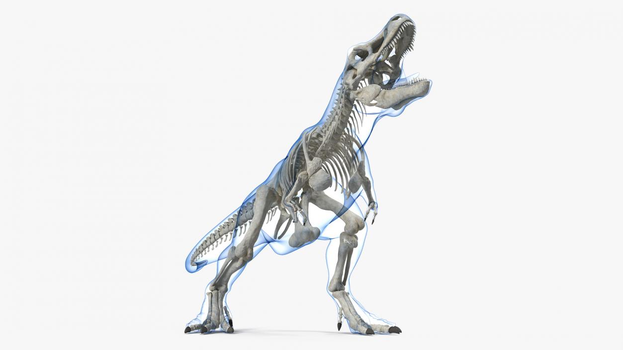 3D model Tyrannosaurus Rex Skeleton with Skin Standing Pose